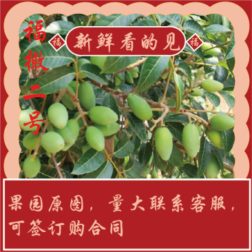 福建闽侯鲜食青橄榄福橄二号自产自销量大从优