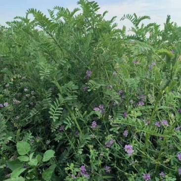 沙打旺种子多年生牧草绿肥草护坡草耐寒耐旱耐盐碱