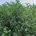 沙打旺种子多年生牧草绿肥草护坡草耐寒耐旱耐盐碱