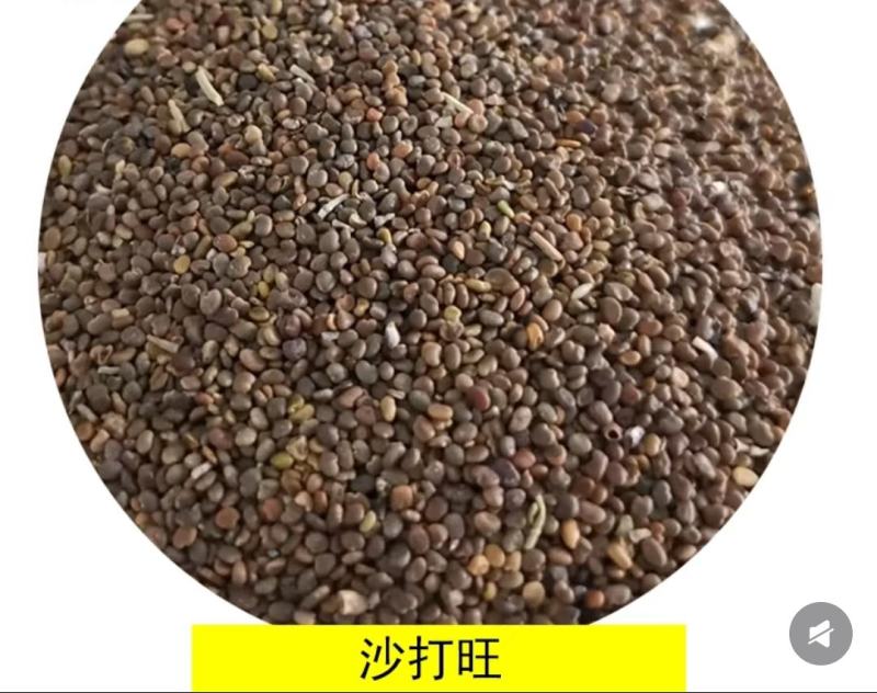沙打旺种子多年生牧草绿肥草护坡草耐寒耐旱耐盐碱