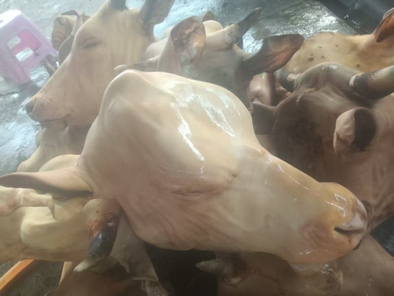 山东生牛头精修去油去淋巴，处理干净，量大从优，欢迎来电