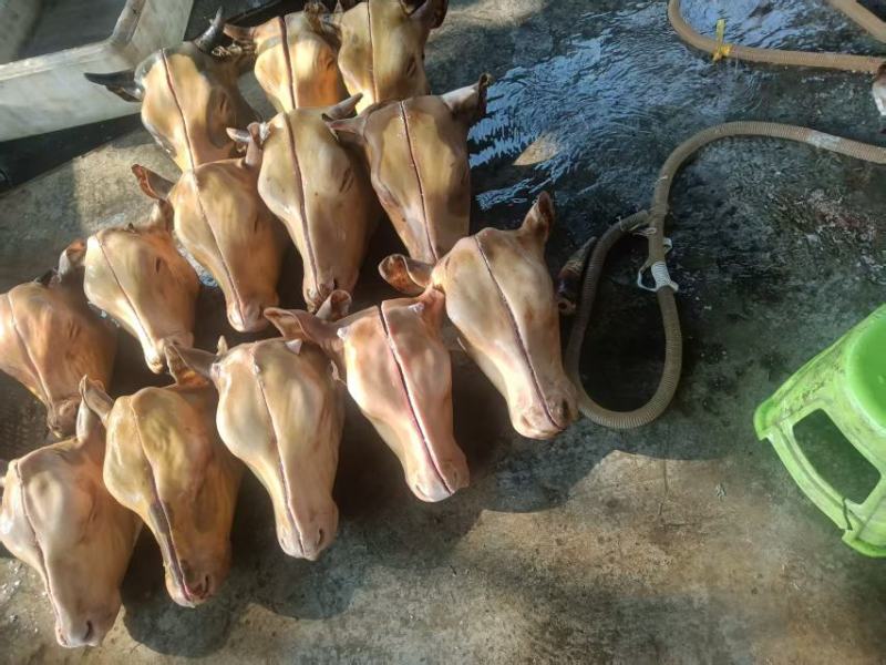 山东生牛头精修去油去淋巴，处理干净，量大从优，欢迎来电