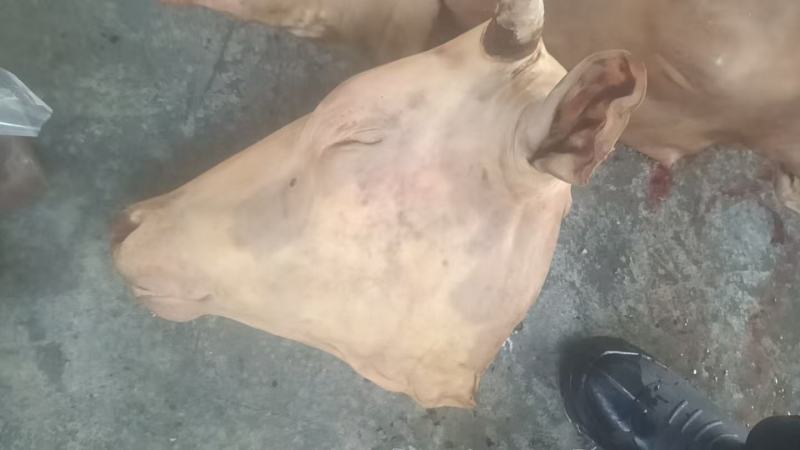 山东生牛头精修去油去淋巴，处理干净，量大从优，欢迎来电