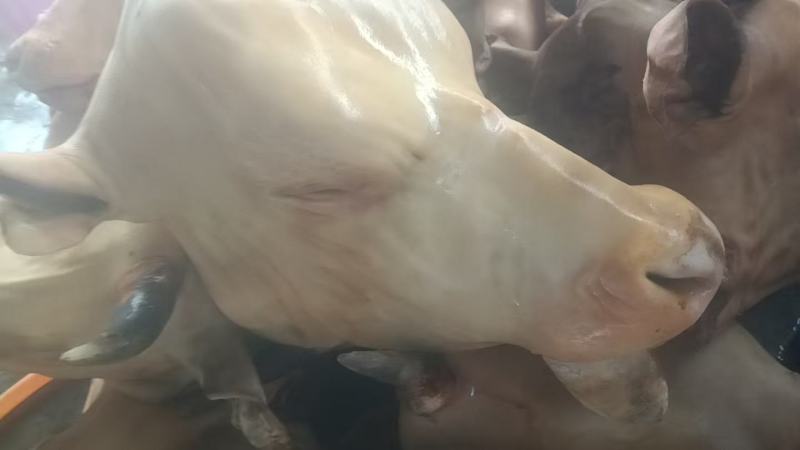 山东生牛头精修去油去淋巴，处理干净，量大从优，欢迎来电