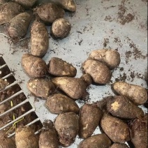 8520毛芋头大量现货供应一手货源全国发货