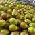 【精品】红香酥梨陕西酥梨大量供应货源稳定价格优惠