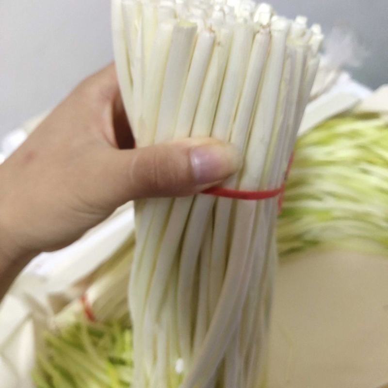 云南精品韭黄大量供应精品小把，短条，长条按需定制