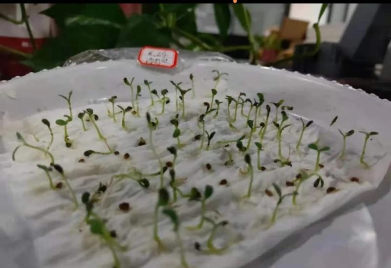 沙打旺种子多年生牧草绿肥草护坡草耐寒耐旱耐盐碱