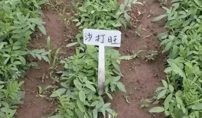 沙打旺种子多年生牧草绿肥草护坡草耐寒耐旱耐盐碱