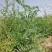 沙打旺种子多年生牧草绿肥草护坡草耐寒耐旱耐盐碱