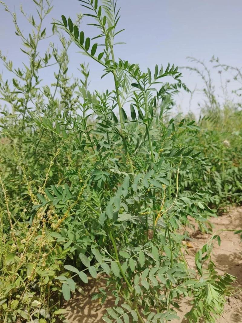 沙打旺种子多年生牧草绿肥草护坡草耐寒耐旱耐盐碱