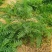 沙打旺种子多年生牧草绿肥草护坡草耐寒耐旱耐盐碱