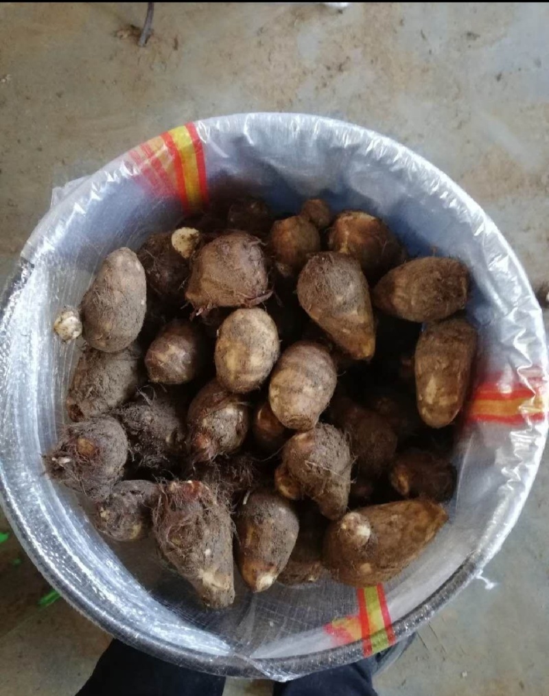 8520毛芋头大量上市产地一手货源全国发货
