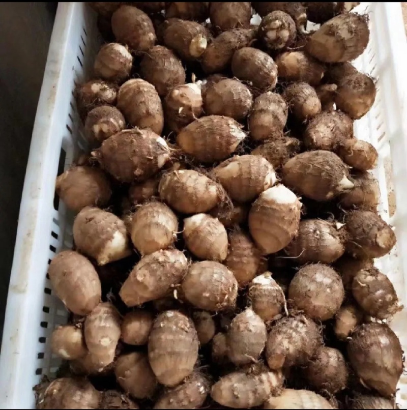 8520毛芋头大量上市产地一手货源全国发货