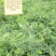 沙打旺种子多年生牧草绿肥草护坡草耐寒耐旱耐盐碱