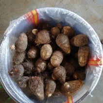 8520毛芋头大量上市产地一手货源全国发货对接市场电商