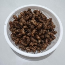 非养殖蝉壳(知了壳壳)