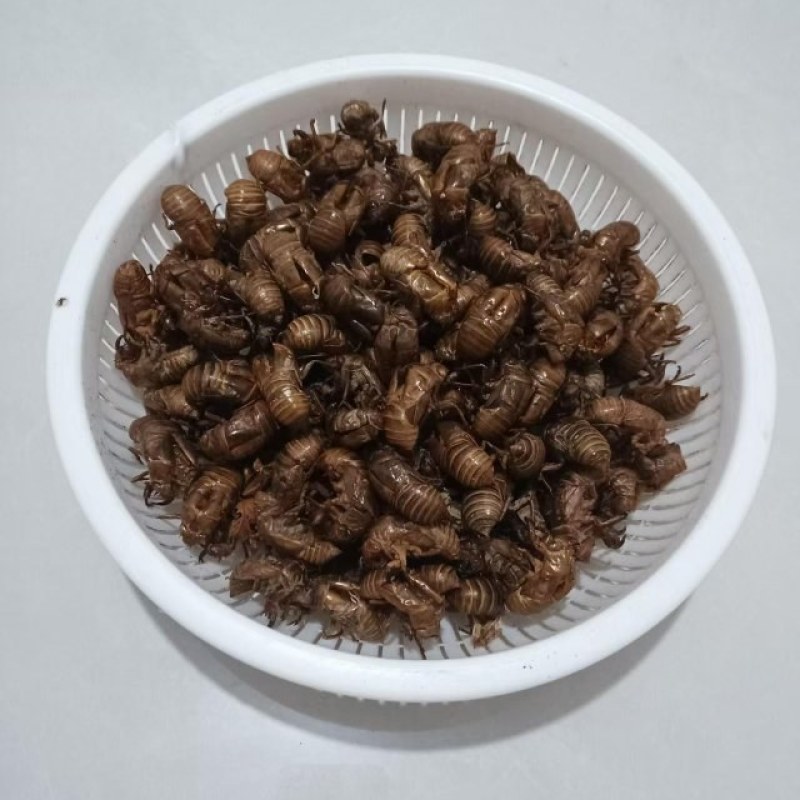 非养殖蝉壳(知了壳壳)