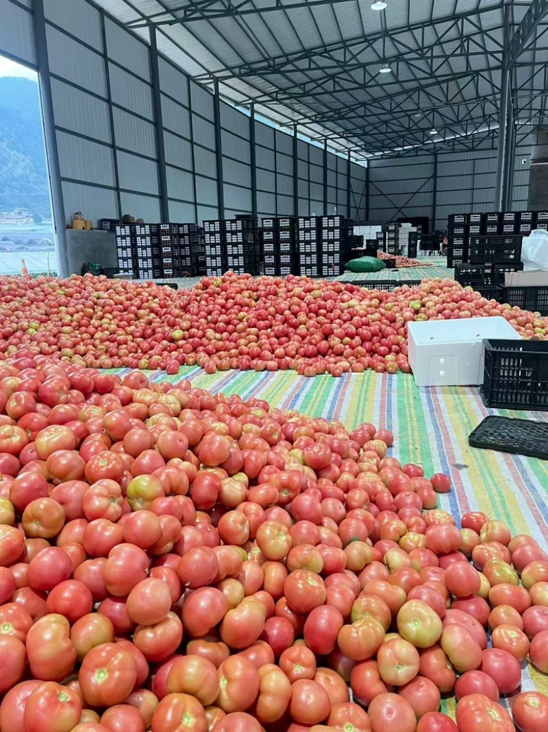 攀枝花米易精品硬粉西红柿，产地一手货源，保质保量