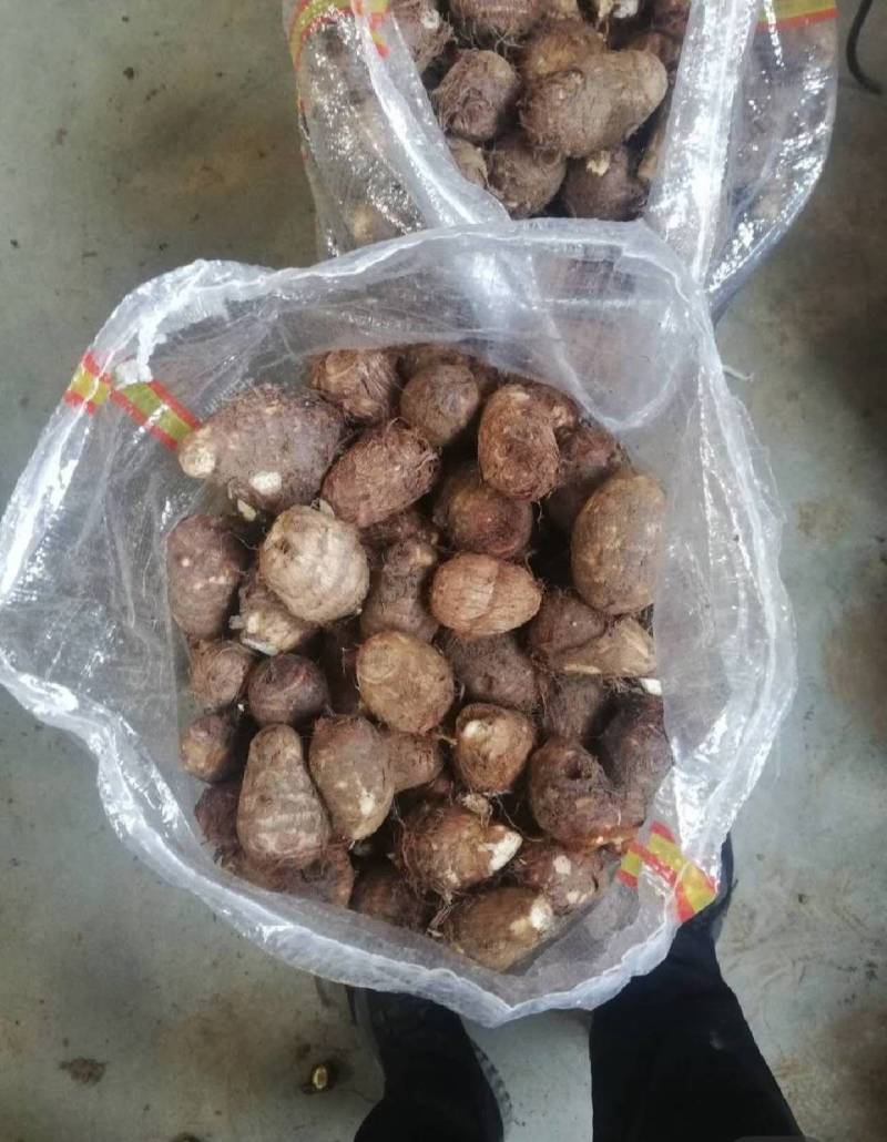 8520芋头大量上市现货供应一手货源全国发货对接市场电商