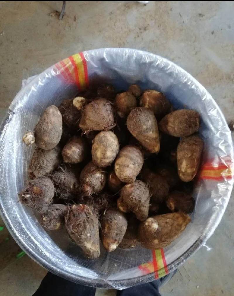 芋头大量现货供应一手货源全国发货对接市场电商一件代发