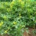 草木樨草木犀蜜源植物黄花草牧草型绿肥耐寒耐贫