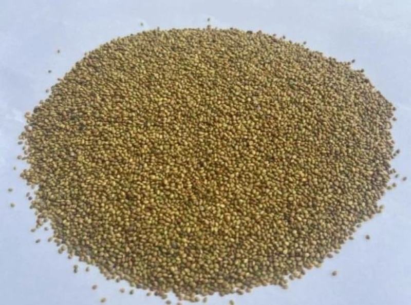 草木樨草木犀蜜源植物黄花草牧草型绿肥耐寒耐贫