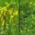 草木樨草木犀蜜源植物黄花草牧草型绿肥耐寒耐贫