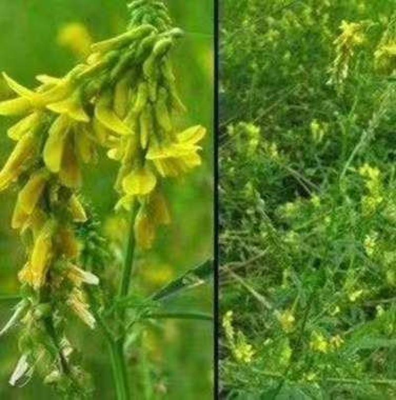 草木樨草木犀蜜源植物黄花草牧草型绿肥耐寒耐贫