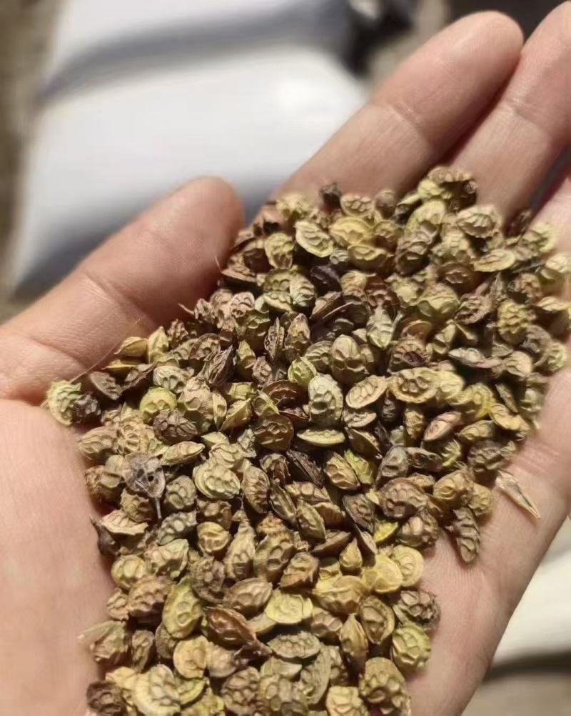 多年生红豆草种子