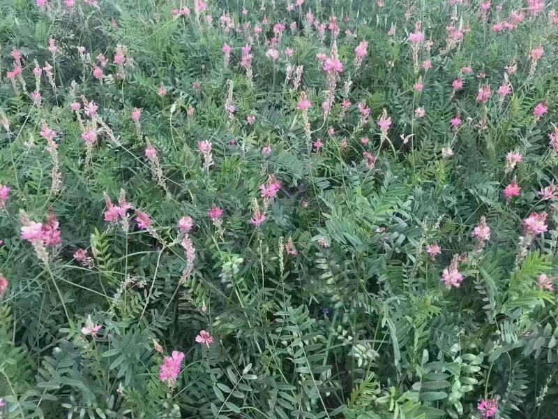 多年生红豆草种子