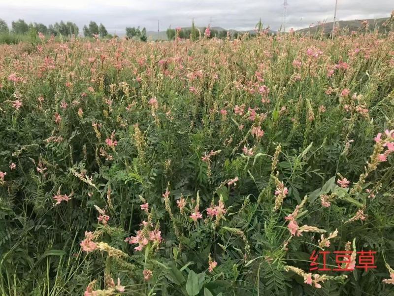 多年生红豆草种子