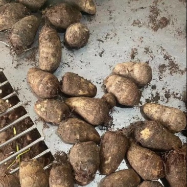 芋头大量现货供应全国发货坏烂包赔市场货电商货