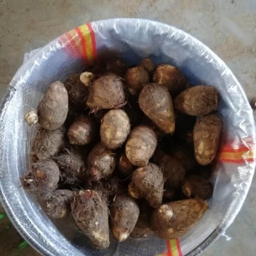 芋头大量上市产地一手货源全国发货坏烂包赔市场货电商货二两