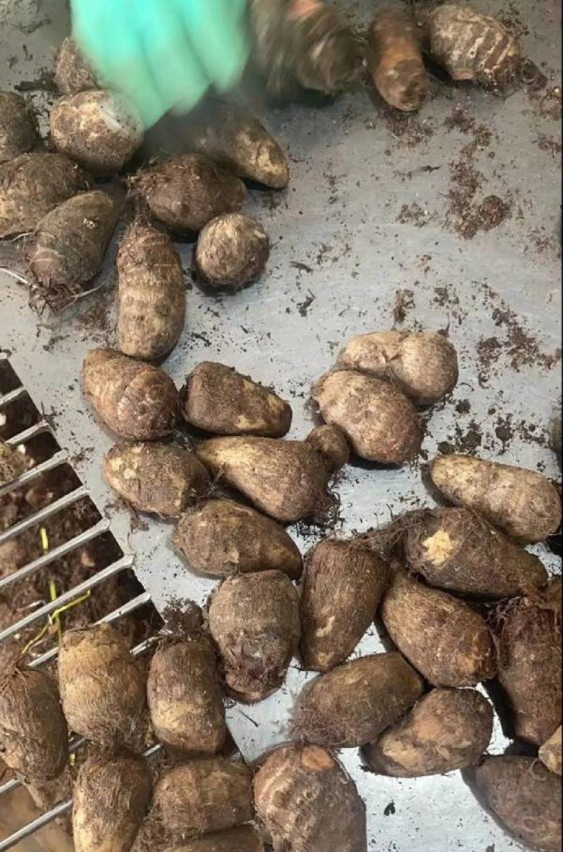 芋头大量现货供应全国发货坏烂包赔市场货电商货