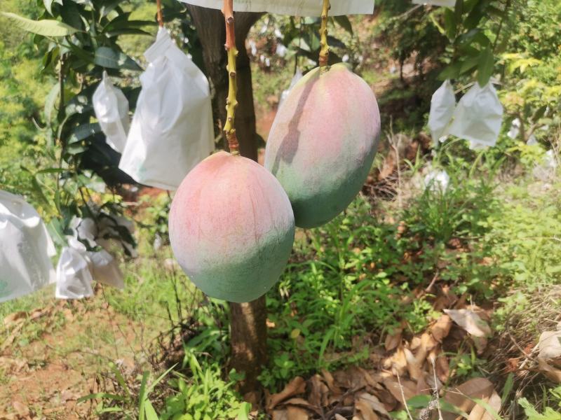 凯特芒，欢迎来电***********