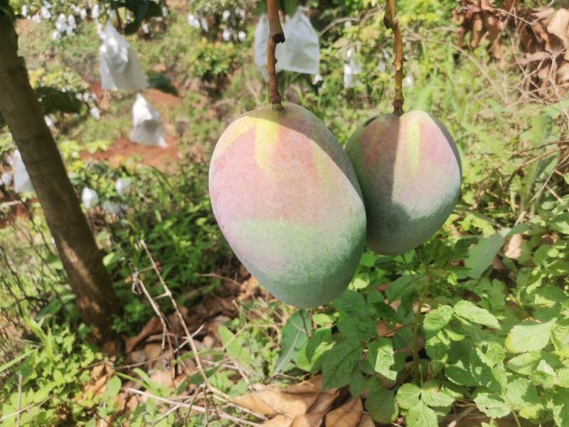 凯特芒，欢迎来电***********