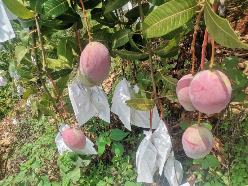凯特芒，欢迎来电***********