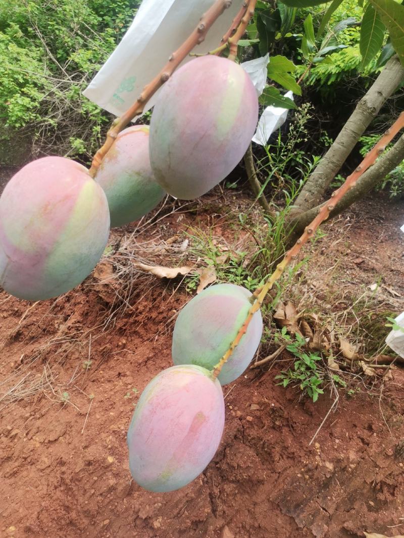 凯特芒，欢迎来电***********