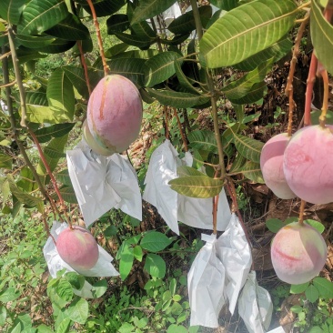 凯特芒，欢迎来电***********