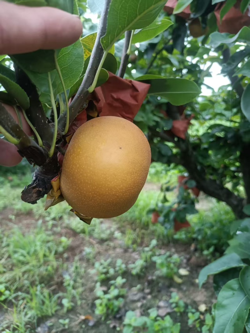 秋月梨