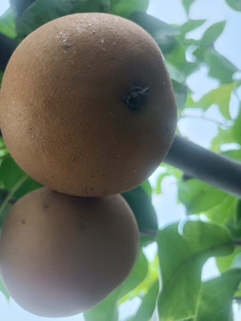 秋月梨