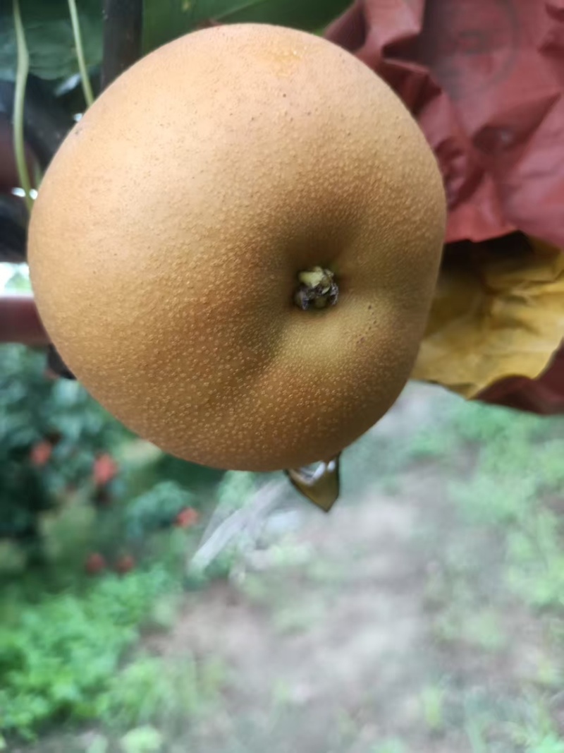 秋月梨