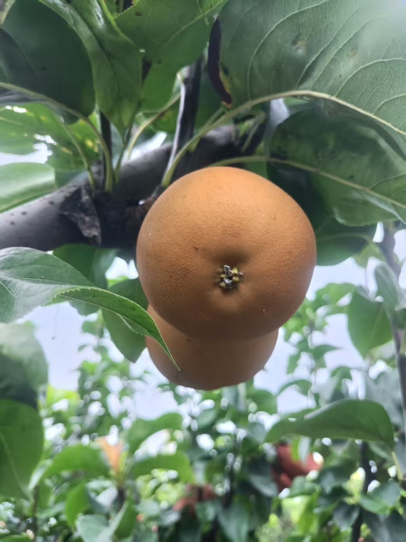 秋月梨