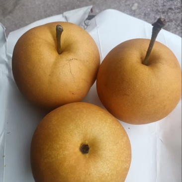 圆黄梨