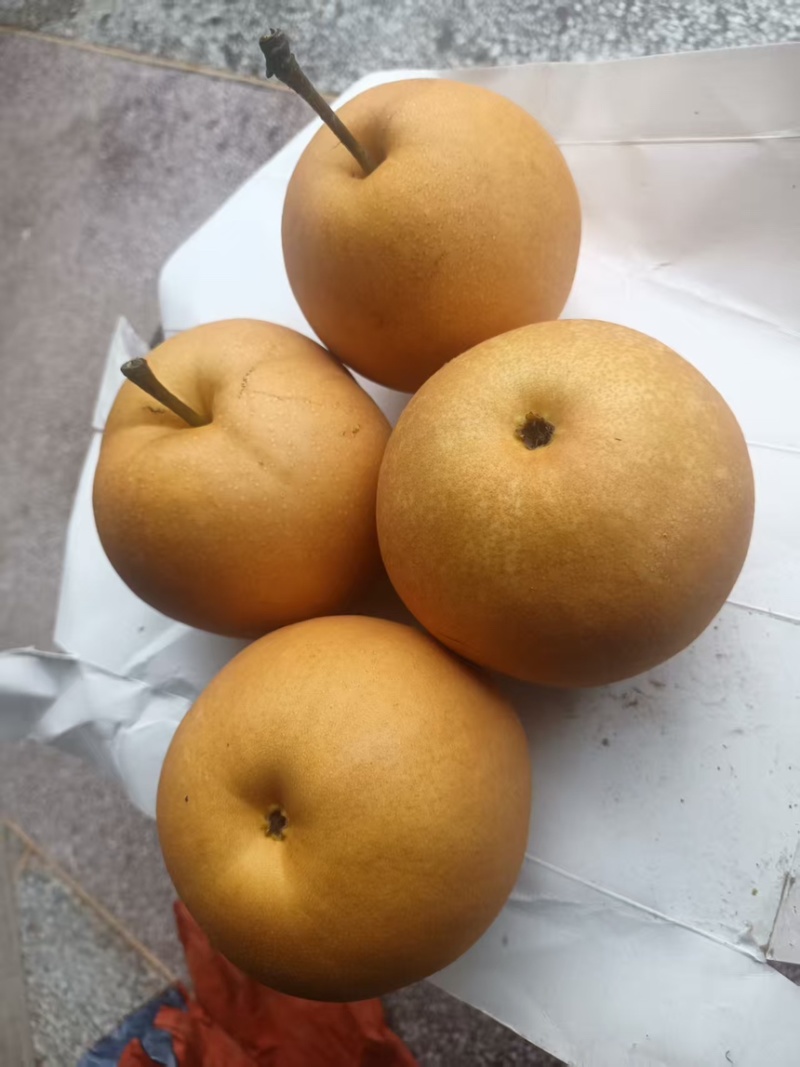 圆黄梨