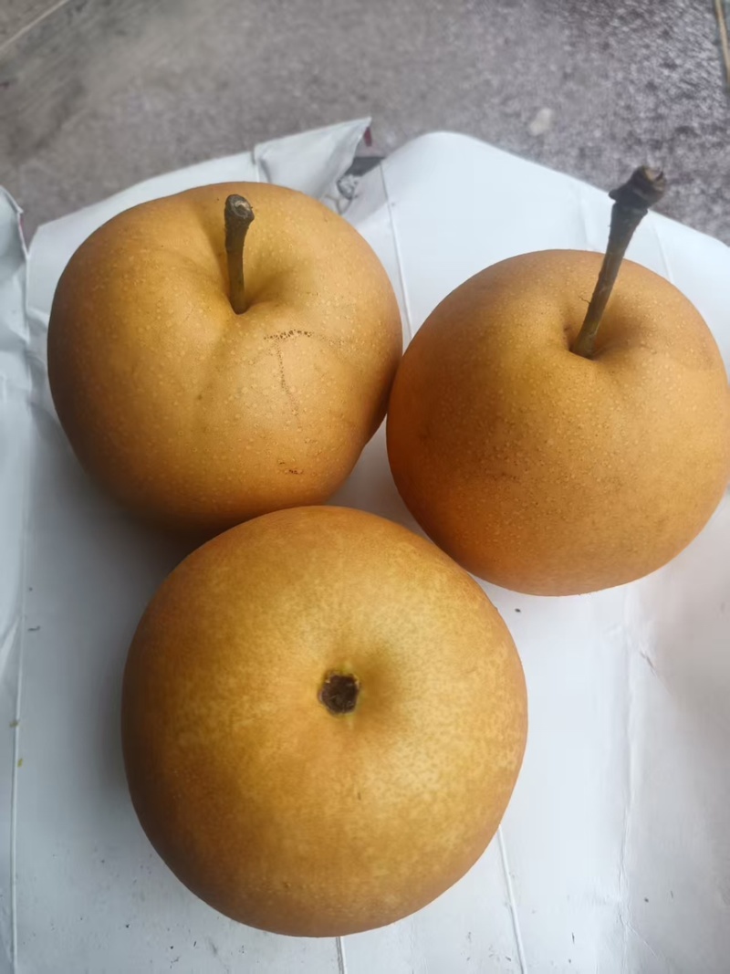 圆黄梨