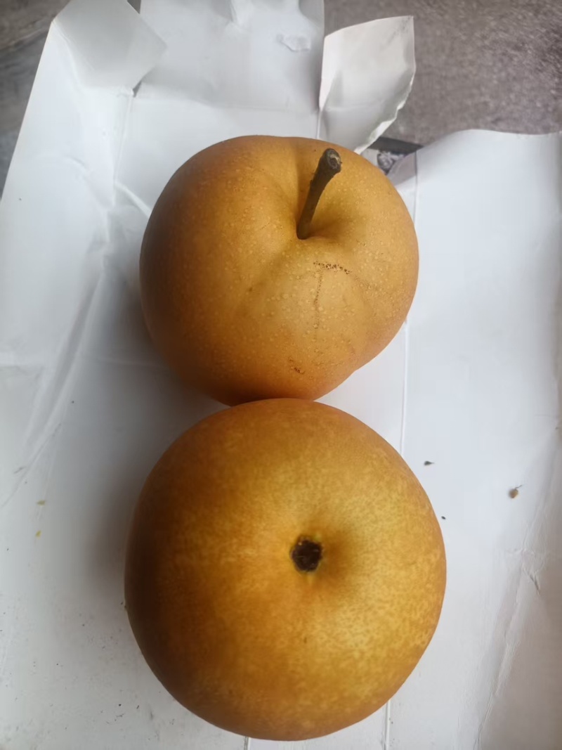 圆黄梨