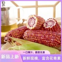 璎珞红水果玉米火爆上市了