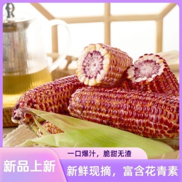 璎珞红水果玉米火爆上市了